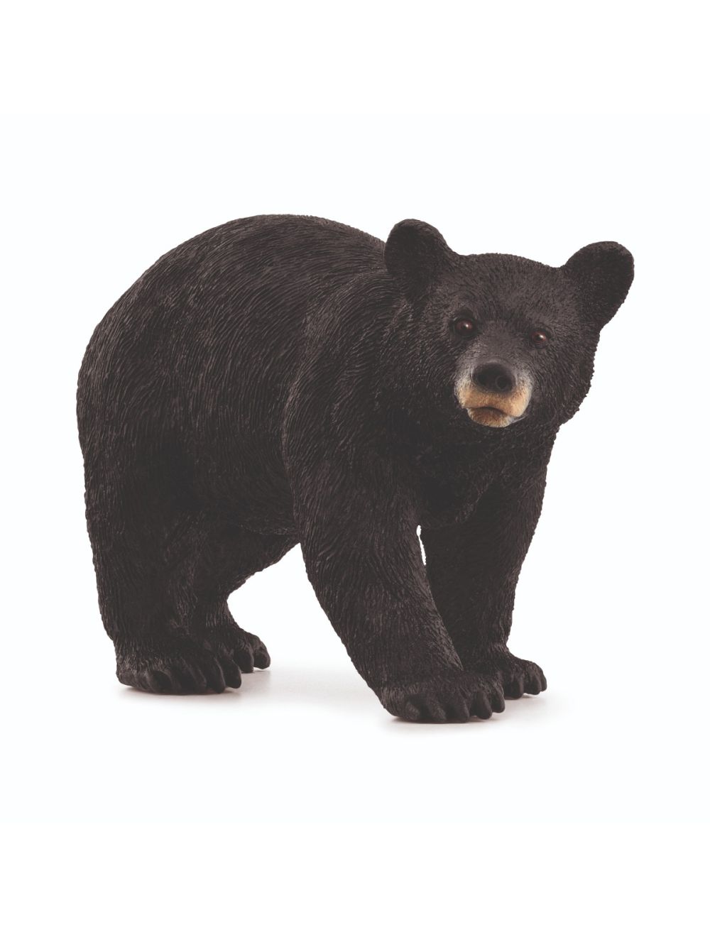 American Black Bear