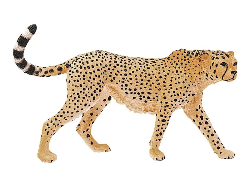 Cheetah, Female