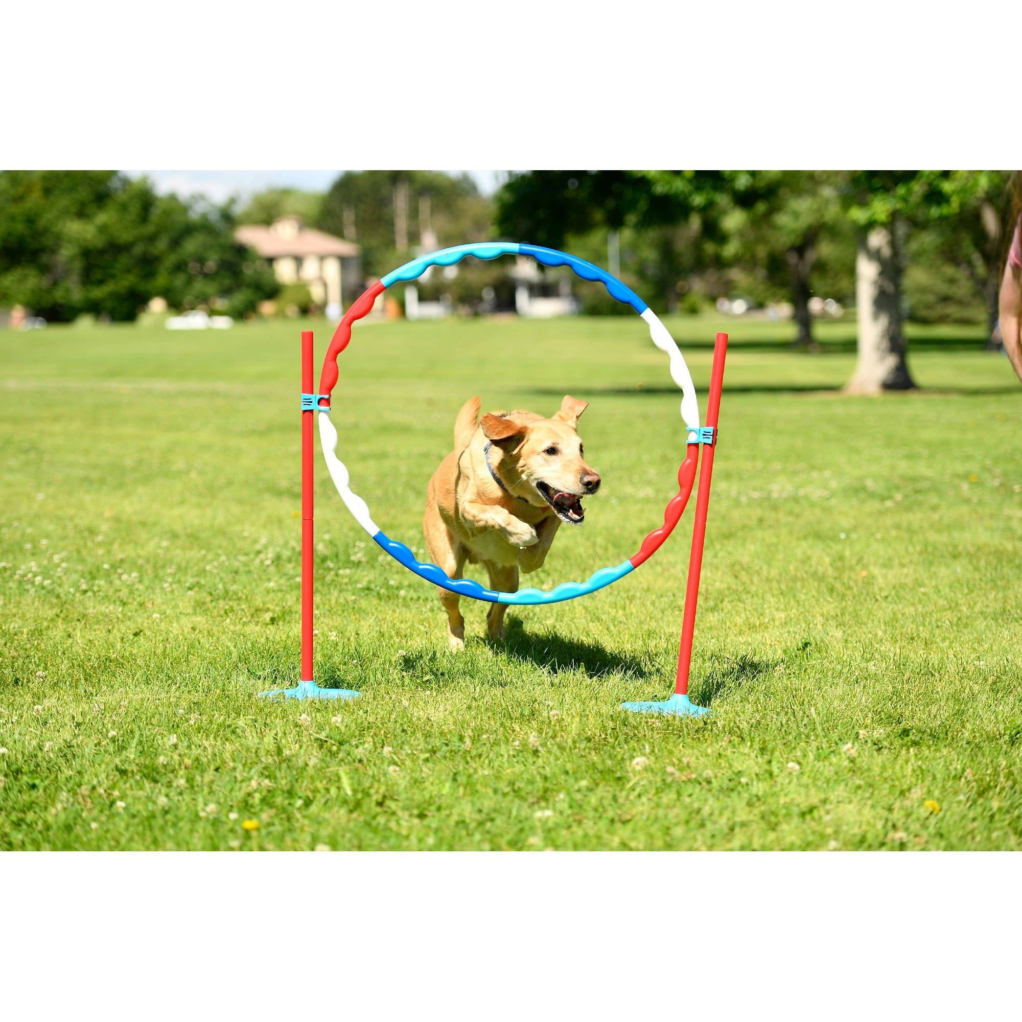 ANW Family Agility Set