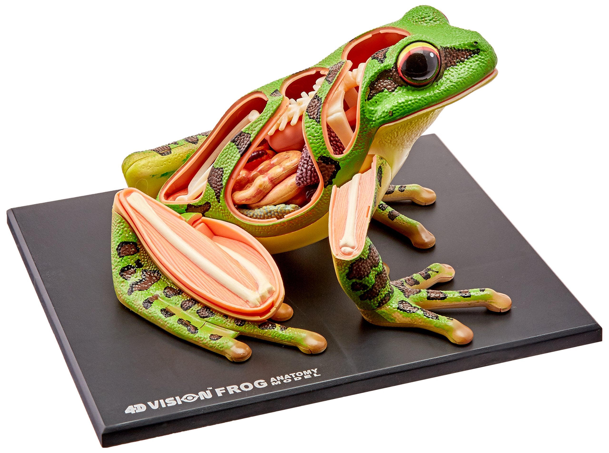 4D Frog Anatomy