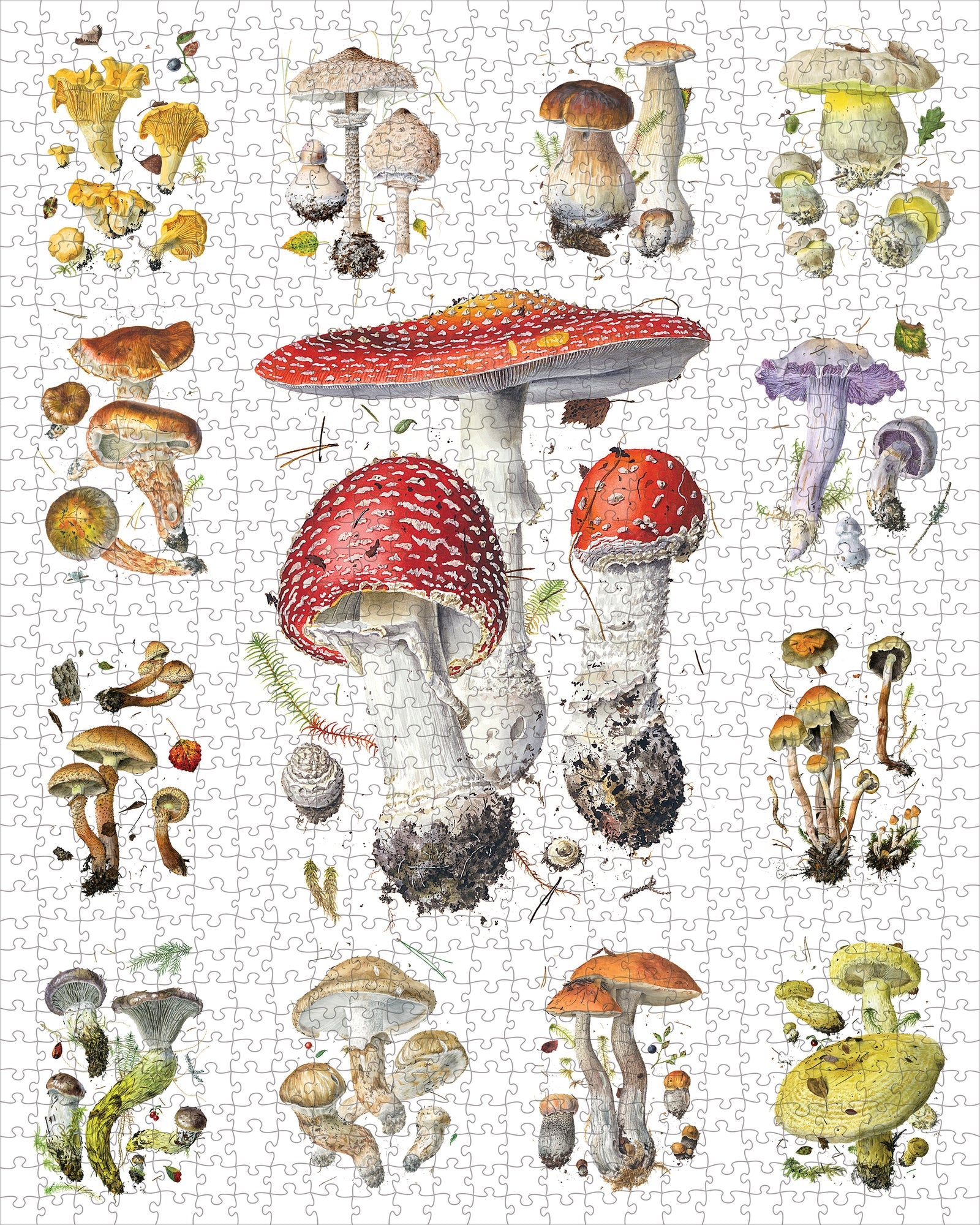 Mushrooms: Alexander Viamenskey 1000 pc