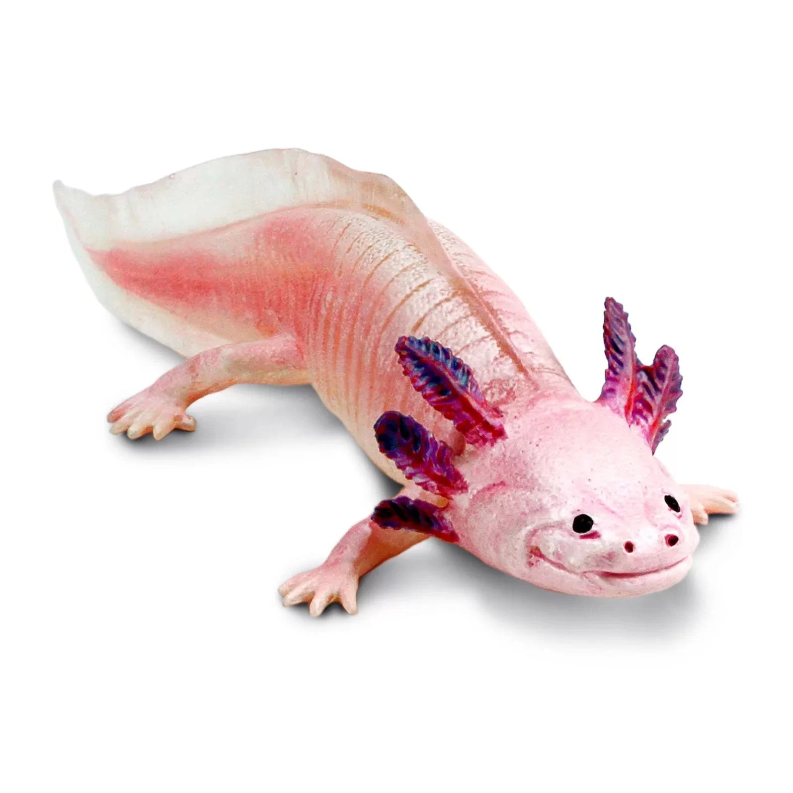 Axolotl