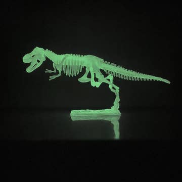 Dinosaur Skeleton Models