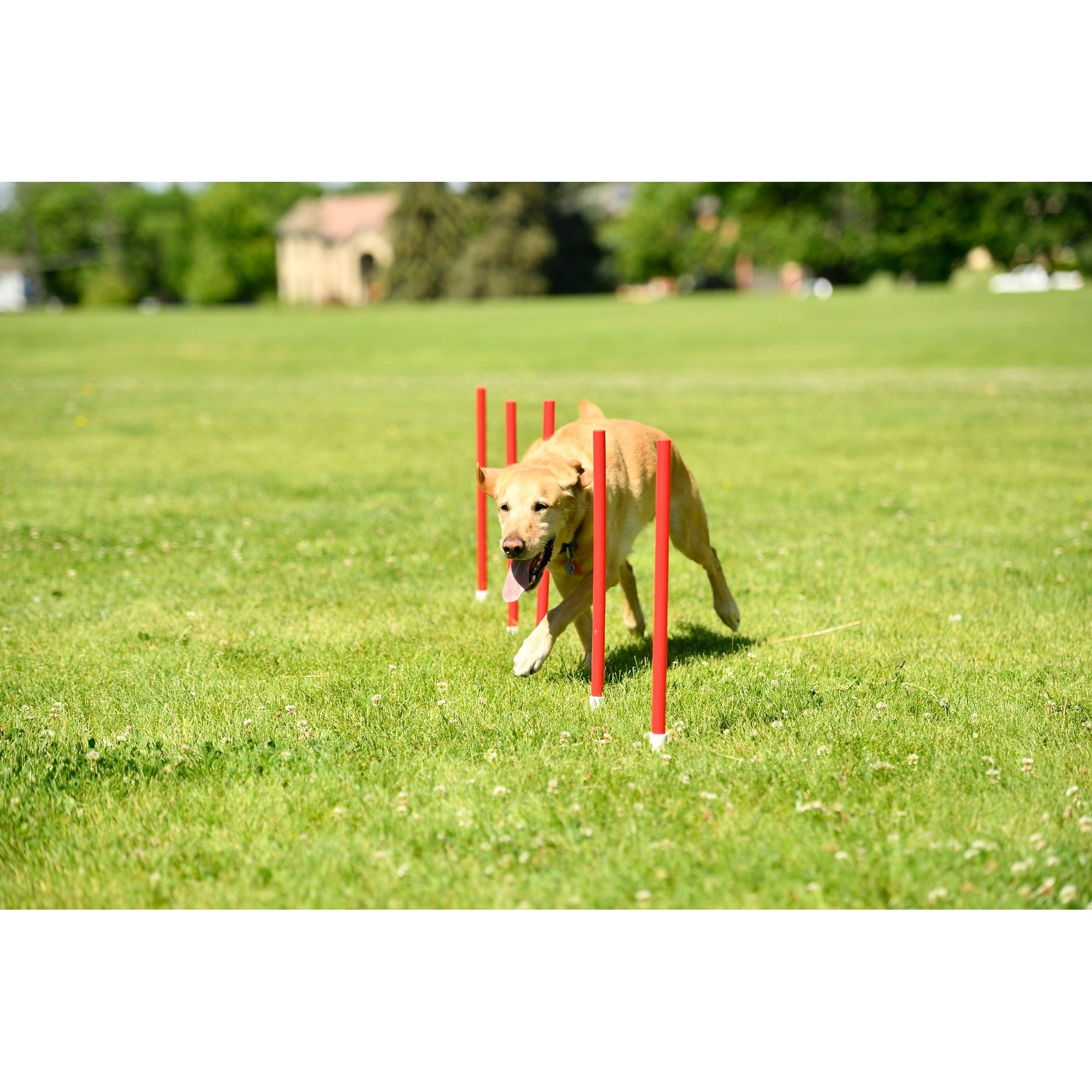 ANW Family Agility Set