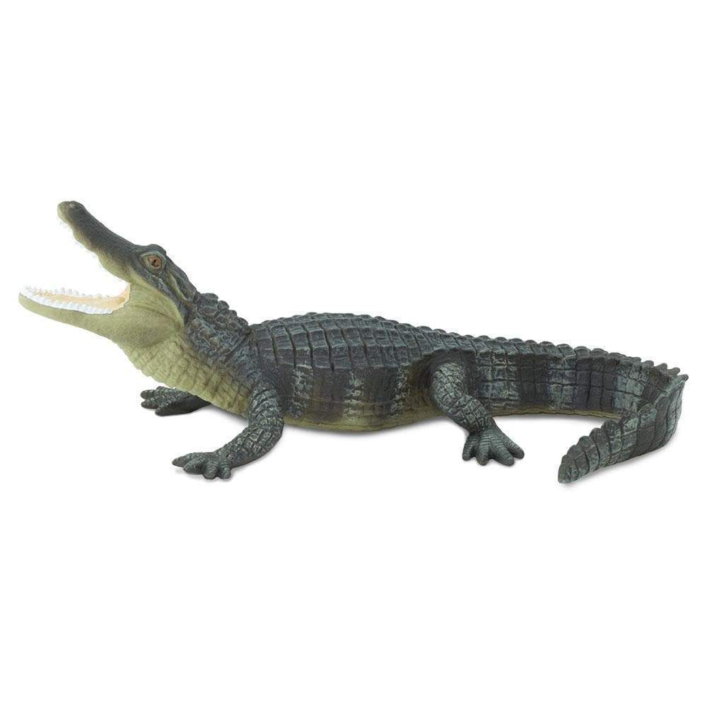 Alligator