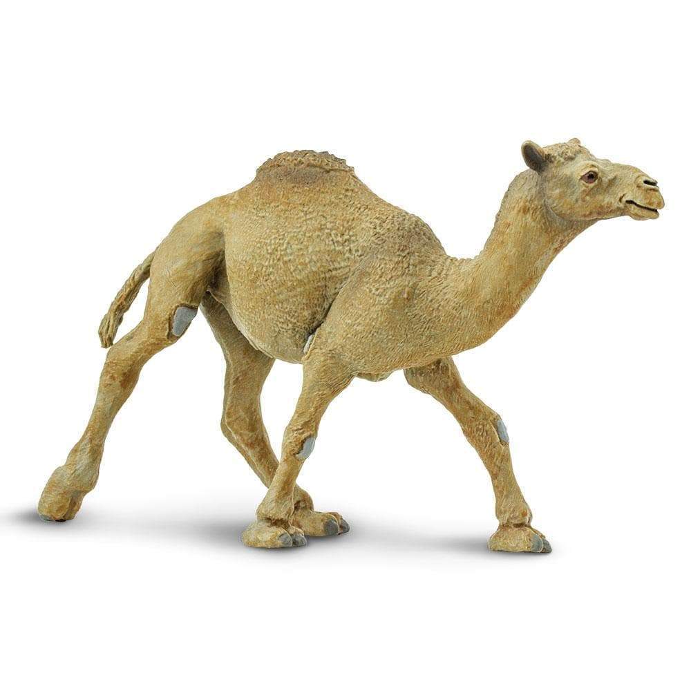 Dromedary Camel