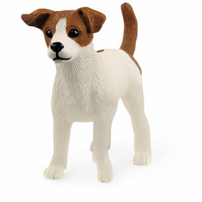 Jack Russel Terrier