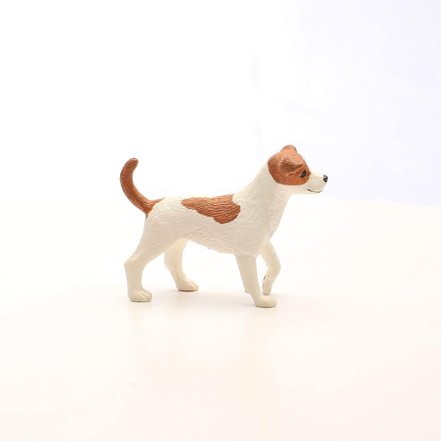 Jack Russel Terrier