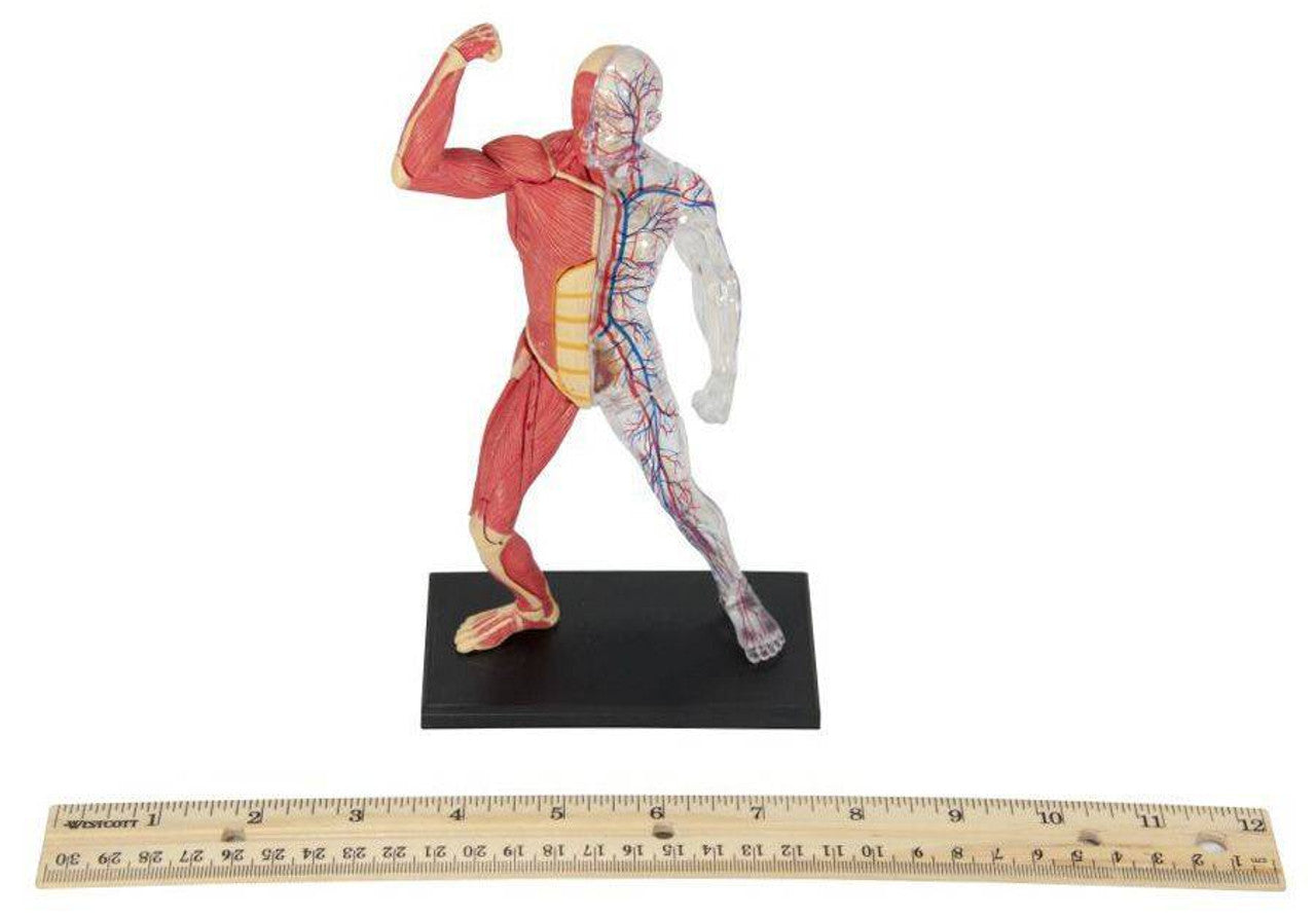 Muscle and Skeleton Anatomy 4D